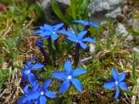 Gentiana verna 54, Saxifraga-Ed Stikvoort
