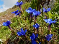 Gentiana verna 56, Saxifraga-Ed Stikvoort