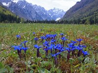 Gentiana verna 58, Saxifraga-Jeroen Willemsen