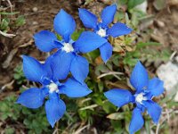 Gentiana verna 6, Saxifraga-Willem van Kruijsbergen