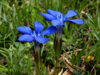 Gentiana verna 60, Saxifraga-Ed Stikvoort