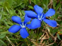 Gentiana verna 63, Saxifraga-Ed Stikvoort