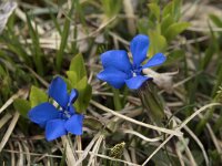 Gentiana verna 64, Saxifraga-Willem van Kruijsbergen