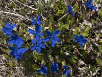 Gentiana verna 67, Saxifraga-Willem van Kruijsbergen