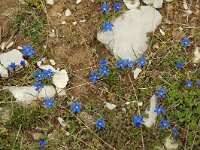 Gentiana verna 7, Saxifraga-Willem van Kruijsbergen