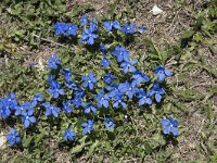 Gentiana verna 70, Saxifraga-Willem van Kruijsbergen
