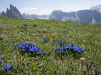 Gentiana verna 71, Saxifraga-Willem van Kruijsbergen