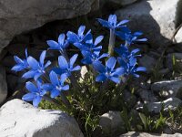 Gentiana verna 74, Saxifraga-Willem van Kruijsbergen