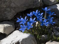 Gentiana verna 75, Saxifraga-Willem van Kruijsbergen