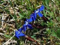 Gentiana verna 9, Saxifraga-Willem van Kruijsbergen