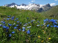 Gentiana verna 90, Saxifraga-Harry Jans
