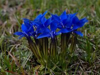 Gentiana verna ssp balcanica 91, Saxifraga-Harry Jans