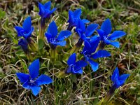 Gentiana verna ssp balcanica 92, Saxifraga-Harry Jans