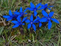 Gentiana verna ssp balcanica 94, Saxifraga-Harry Jans