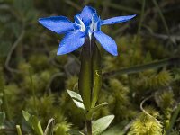 Gentiana verna ssp delphinensis 14, Saxifraga-Jan van der Straaten