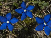 Gentiana verna ssp delphinensis 15, Saxifraga-Marijke Verhagen