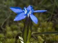Gentiana verna ssp delphinensis 16, Saxifraga-Jan van der Straaten