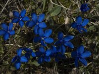 Gentiana verna ssp delphinensis 18, Saxifraga-Marijke Verhagen