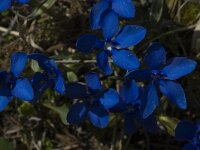 Gentiana verna ssp delphinensis 19, Saxifraga-Marijke Verhagen