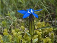 Gentiana verna ssp delphinensis 20, Saxifraga-Jan van der Straaten