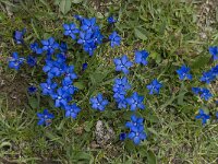 Gentiana verna ssp verna 24, Saxifraga-Willem van Kruijsbergen