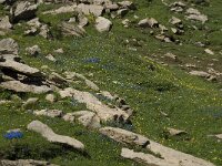 Gentiana verna ssp verna 28, Saxifraga-Willem van Kruijsbergen