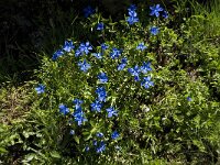 Gentiana verna ssp verna 30, Saxifraga-Willem van Kruijsbergen