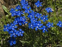 Gentiana verna ssp verna 33, Saxifraga-Willem van Kruijsbergen