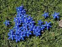 Gentiana verna ssp verna 35, Saxifraga-Willem van Kruijsbergen