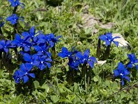 Gentiana verna ssp verna 36 Saxifraga-Willem van Kruijsbergen