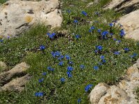 Gentiana verna ssp verna 38, Saxifraga-Willem van Kruijsbergen