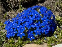 Gentiana verna ssp verna 39, Saxifraga-Willem van Kruijsbergen