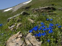 Gentiana verna ssp verna 40, Saxifraga-Willem van Kruijsbergen