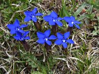 Gentiana verna ssp verna 80, Saxifraga-Luuk Vermeer