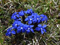Gentiana verna ssp verna 82, Saxifraga-Luuk Vermeer
