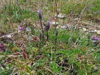 Gentianella tenella 3, Saxifraga-Hans Grotenhuis