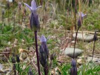 Gentianella tenella 4, Saxifraga-Hans Grotenhuis