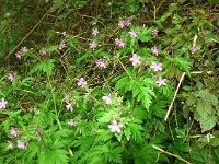 Geranium canariense 3, Saxifraga-Hans Grotenhuis