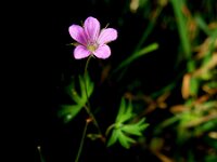 Geranium columbinum 10, Fijne ooievaarsbek, Saxifraga-Ed Stikvoort
