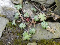 Geranium columbinum 13, Fijne ooievaarsbek, Saxifraga-Rutger Barendse