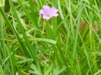 Geranium columbinum 15, Fijne ooievaarsbek, Saxifraga-Rutger Barendse