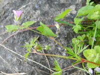 Geranium columbinum 18, Fijne ooievaarsbek, Saxifraga-Rutger Barendse