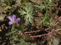 Geranium columbinum 19, Fijne ooievaarsbek, Saxifraga-Marijke Verhagen