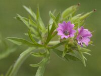 Geranium columbinum 2, Fijne ooievaarsbek, Saxifraga-Jan van der Straaten