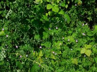 Geranium columbinum 7, Fijne ooievaarsbek, Saxifraga-Ed Stikvoort