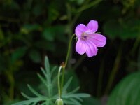 Geranium columbinum 8, Fijne ooievaarsbek, Saxifraga-Ed Stikvoort
