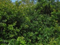 Geranium columbinum 9, Fijne ooievaarsbek, Saxifraga-Ed Stikvoort