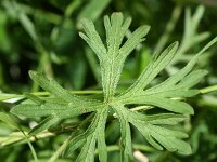 Geranium dissectum 17, Slipbladige ooievaarsbek, Saxifraga-Sonja Bouwman