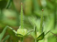 Geranium dissectum 18, Slipbladige ooievaarsbek, Saxifraga-Sonja Bouwman