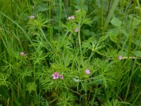 Geranium dissectum 8, Slipbladige ooievaarsbek, Saxifraga-Ed Stikvoort